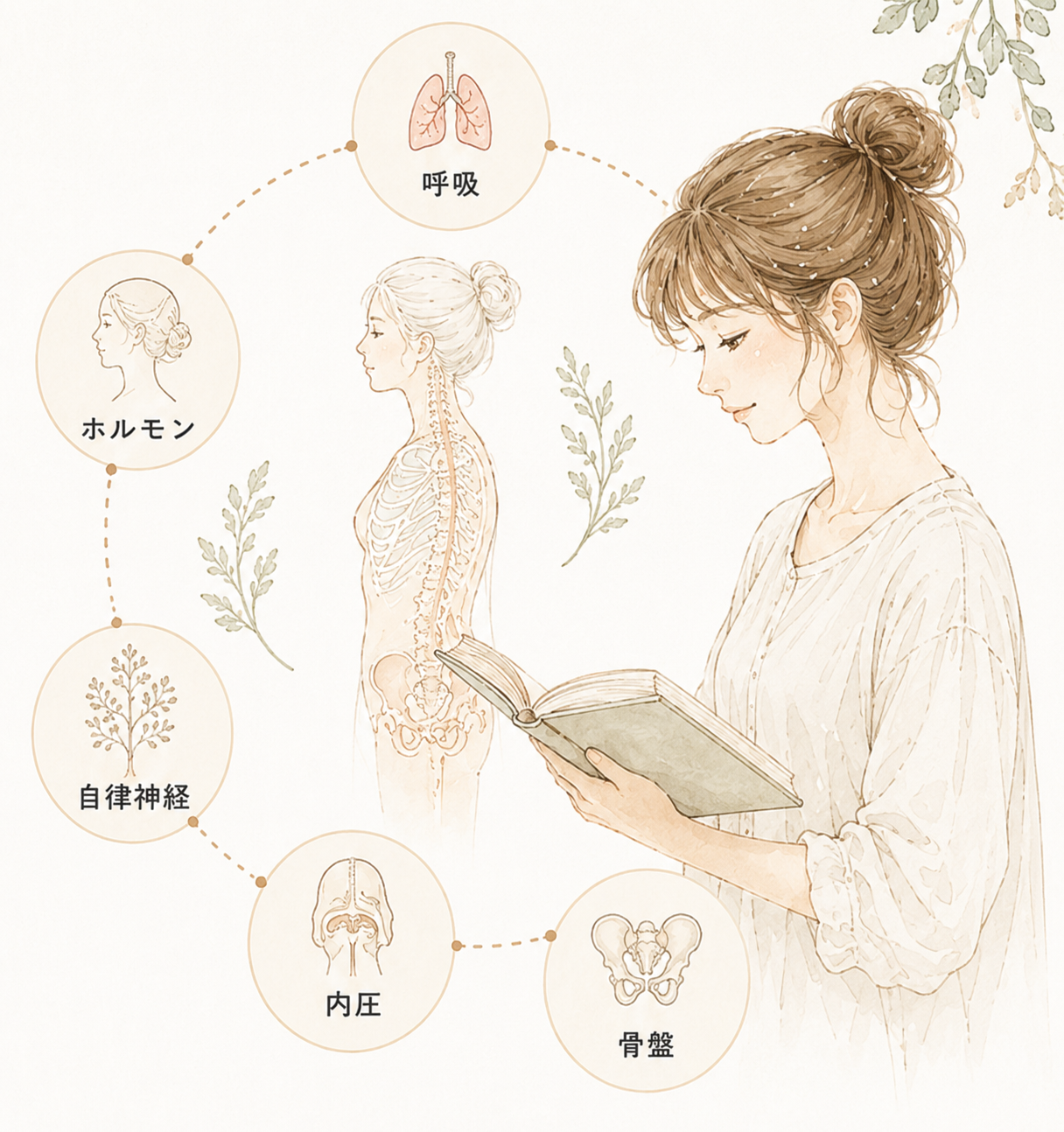 呼吸・ホルモン・自律神経・内圧・骨盤 — 身体のつながりを学ぶイラスト