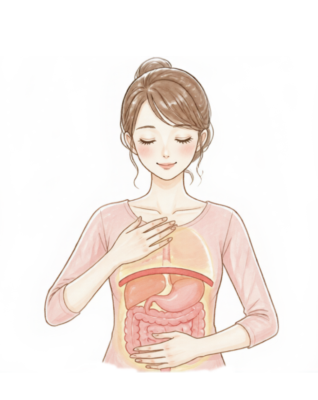 横隔膜のイラスト