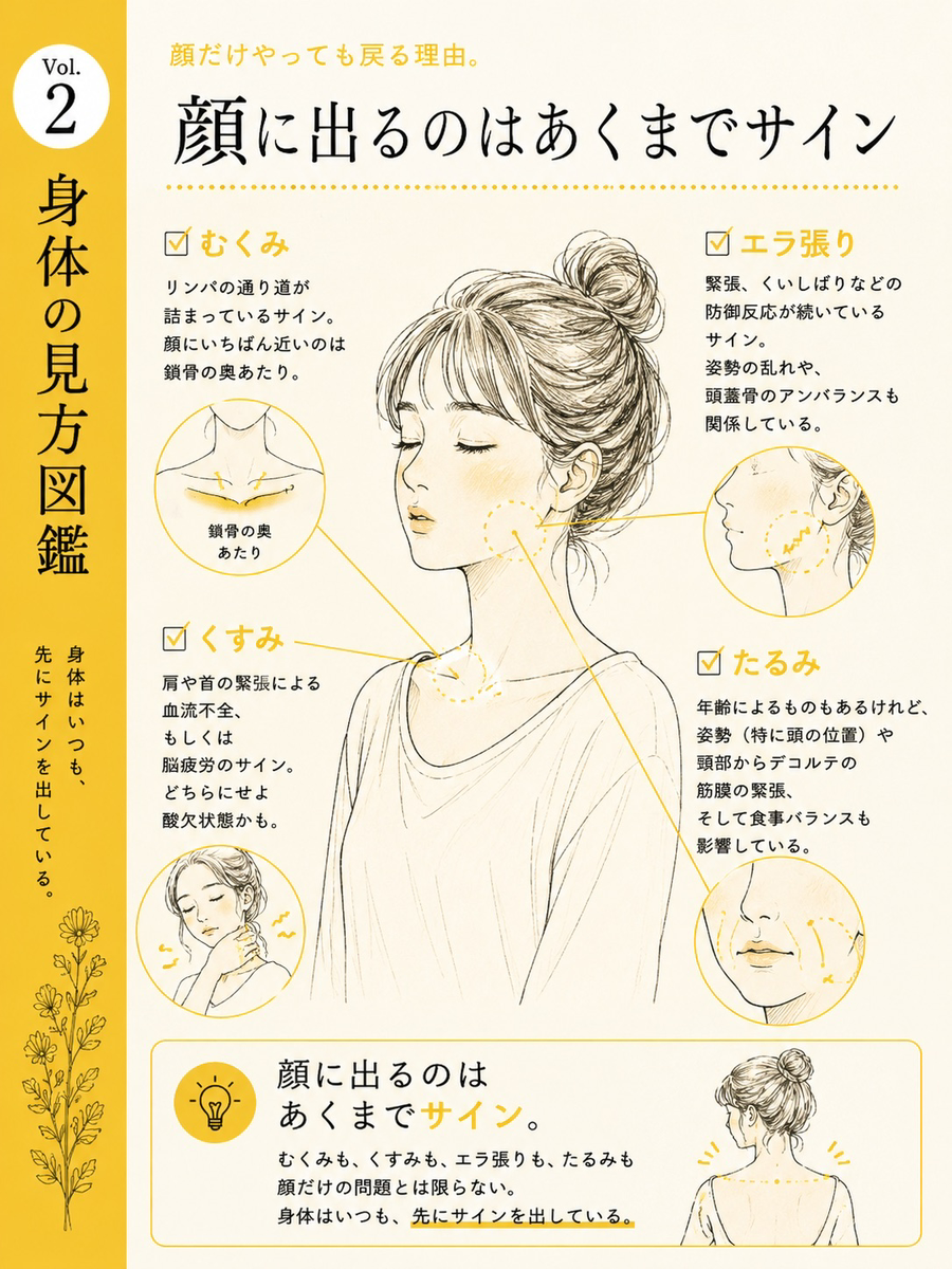 内臓の図鑑イラスト