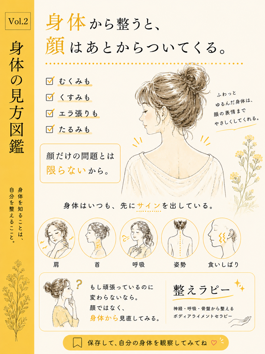 骨盤の図鑑イラスト