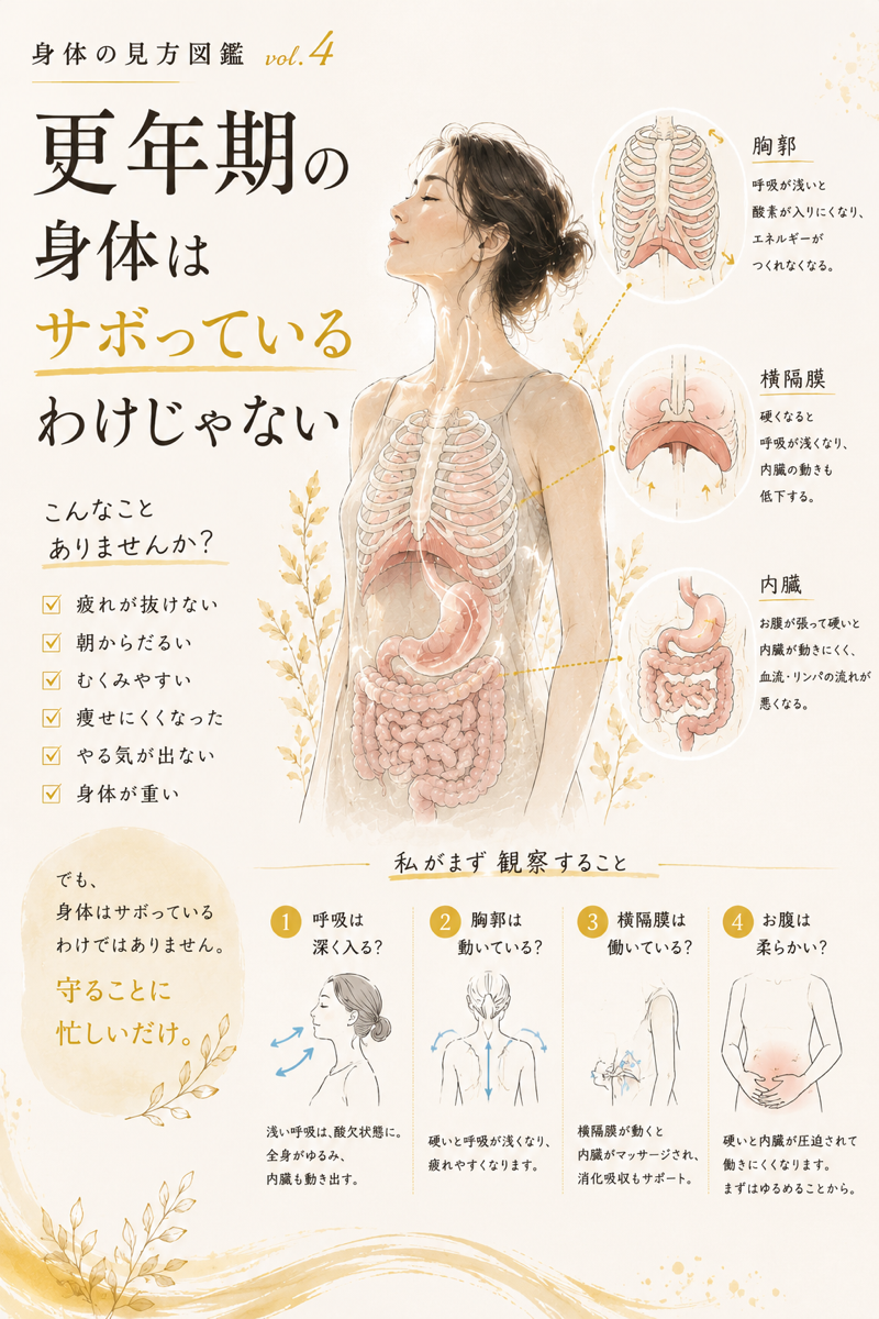 骨格筋の図鑑イラスト